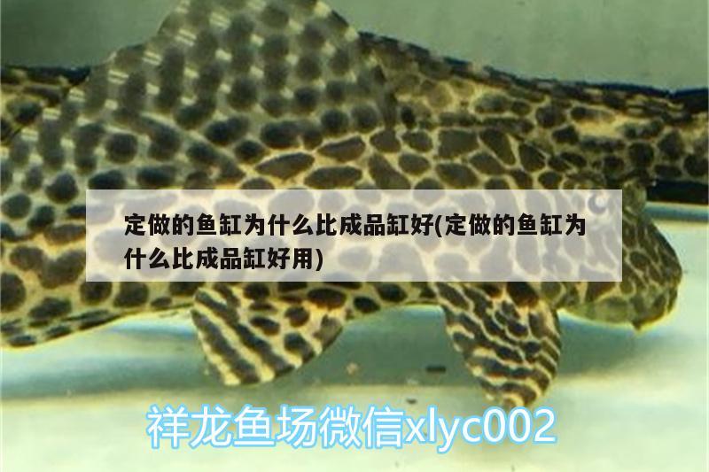 定做的魚缸為什么比成品缸好(定做的魚缸為什么比成品缸好用) 水族維護服務（上門）