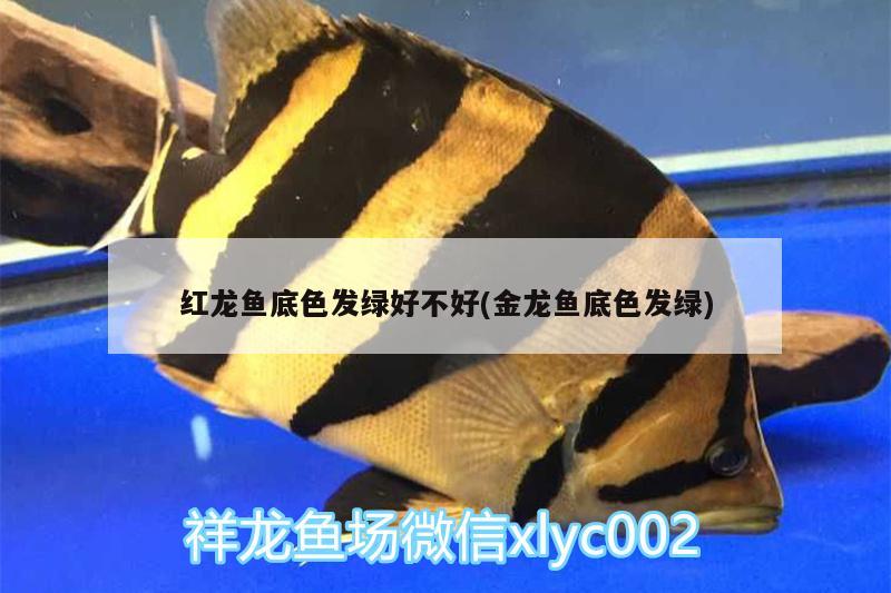 紅龍魚底色發(fā)綠好不好(金龍魚底色發(fā)綠) 黑金魟魚 第2張