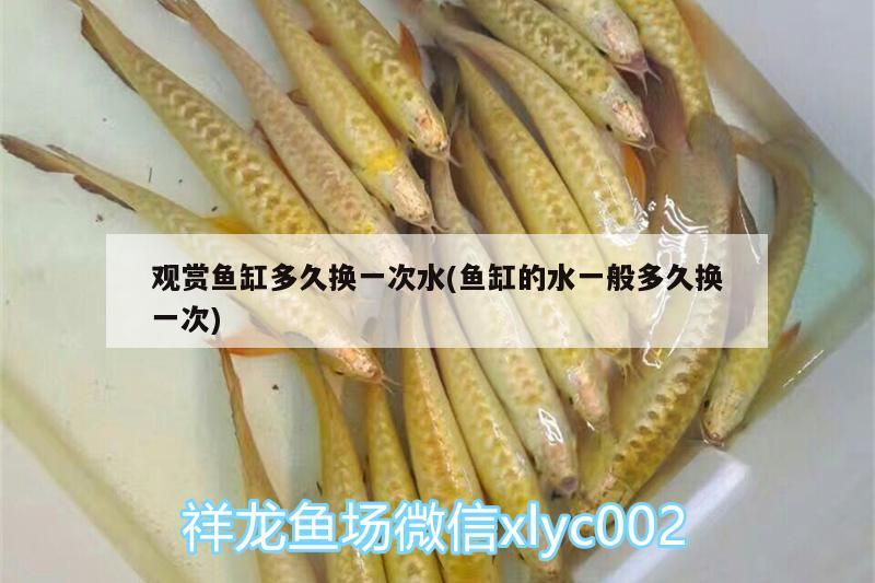 觀賞魚(yú)缸多久換一次水(魚(yú)缸的水一般多久換一次)