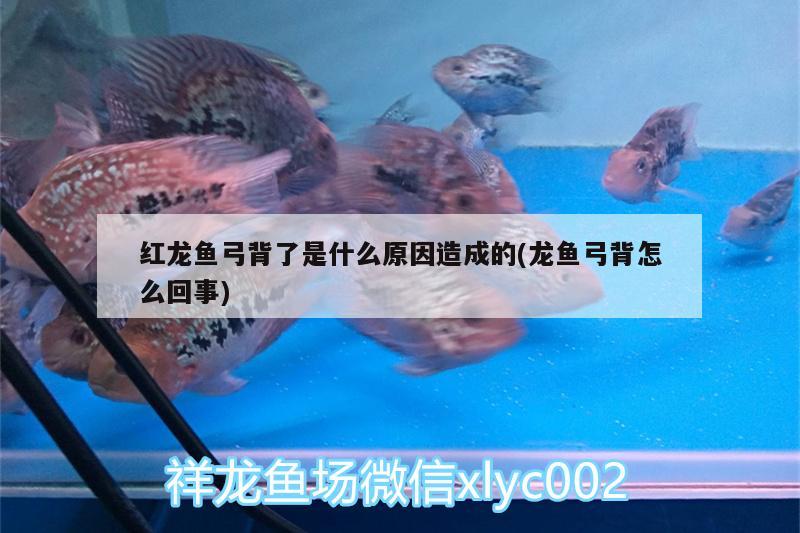 紅龍魚弓背了是什么原因造成的(龍魚弓背怎么回事)