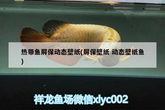 熱帶魚(yú)屏保動(dòng)態(tài)壁紙(屏保壁紙動(dòng)態(tài)壁紙魚(yú))