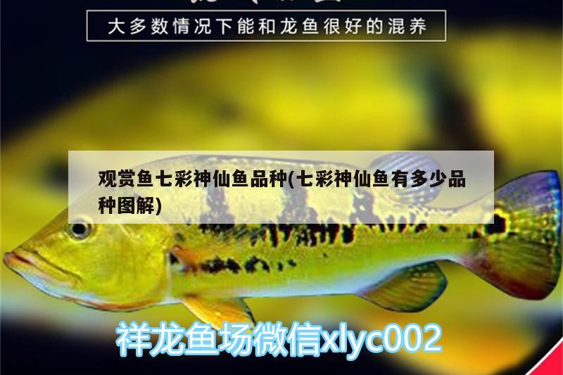 觀賞魚七彩神仙魚品種(七彩神仙魚有多少品種圖解) 七彩神仙魚 第2張