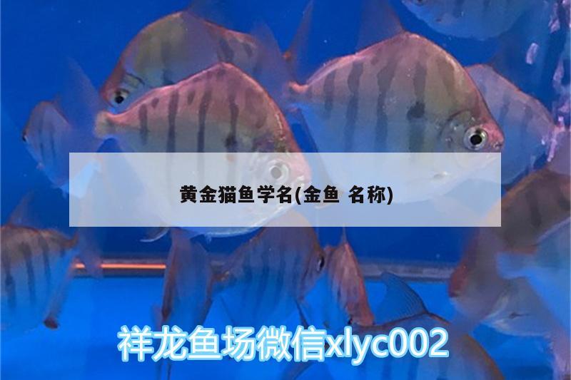 黃金貓魚學(xué)名(金魚名稱) 黃金貓魚百科