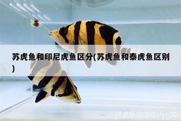 蘇虎魚和印尼虎魚區(qū)分(蘇虎魚和泰虎魚區(qū)別) 虎魚百科 第2張