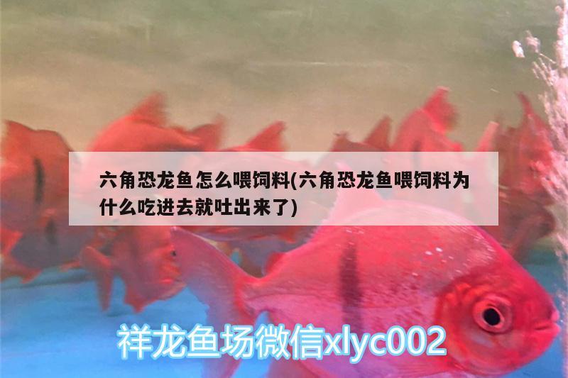 六角恐龍魚怎么喂飼料(六角恐龍魚喂飼料為什么吃進去就吐出來了)