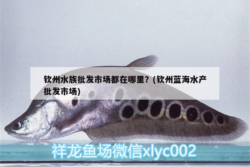 欽州水族批發(fā)市場(chǎng)都在哪里？(欽州藍(lán)海水產(chǎn)批發(fā)市場(chǎng)) 觀賞魚水族批發(fā)市場(chǎng)