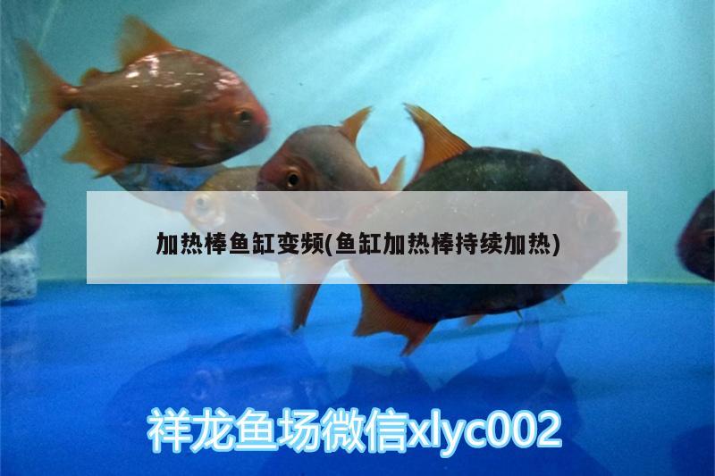 加熱棒魚缸變頻(魚缸加熱棒持續(xù)加熱) 丹頂錦鯉魚 第2張