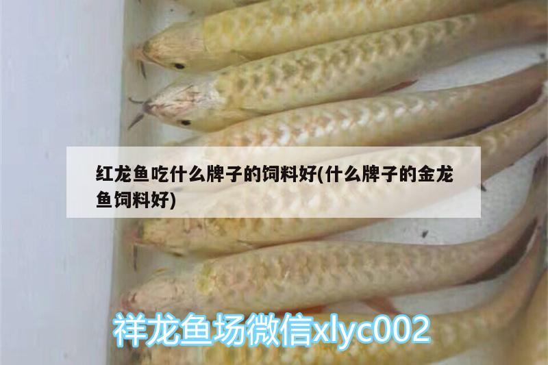 紅龍魚吃什么牌子的飼料好(什么牌子的金龍魚飼料好)