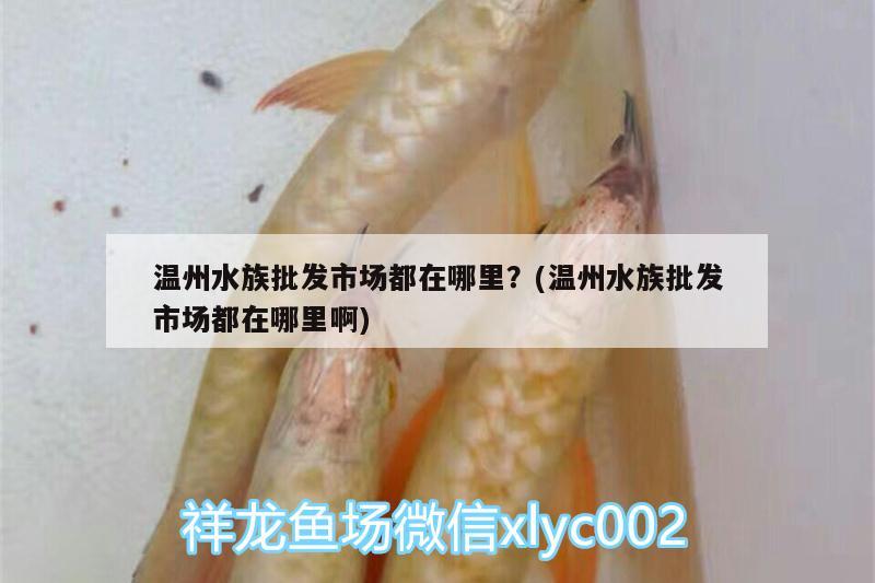 溫州水族批發(fā)市場(chǎng)都在哪里？(溫州水族批發(fā)市場(chǎng)都在哪里啊) 觀賞魚(yú)水族批發(fā)市場(chǎng)