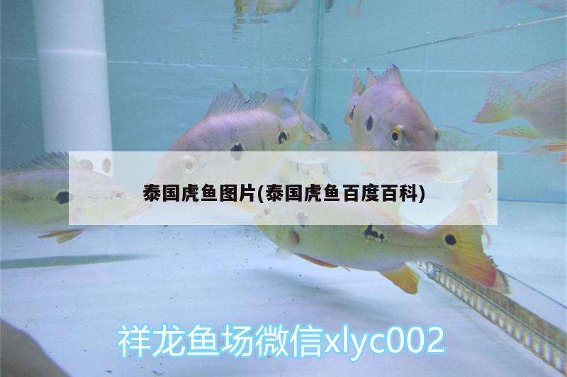 泰國(guó)虎魚(yú)圖片(泰國(guó)虎魚(yú)百度百科)