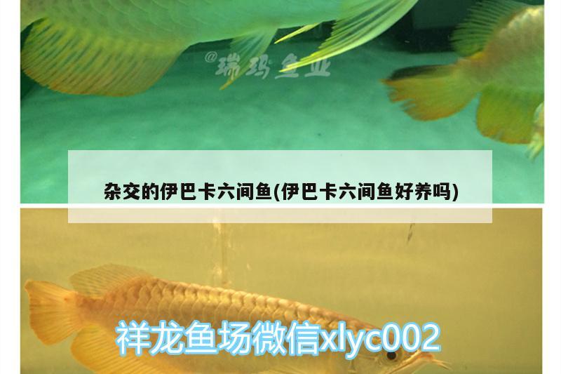 雜交的伊巴卡六間魚(伊巴卡六間魚好養(yǎng)嗎)