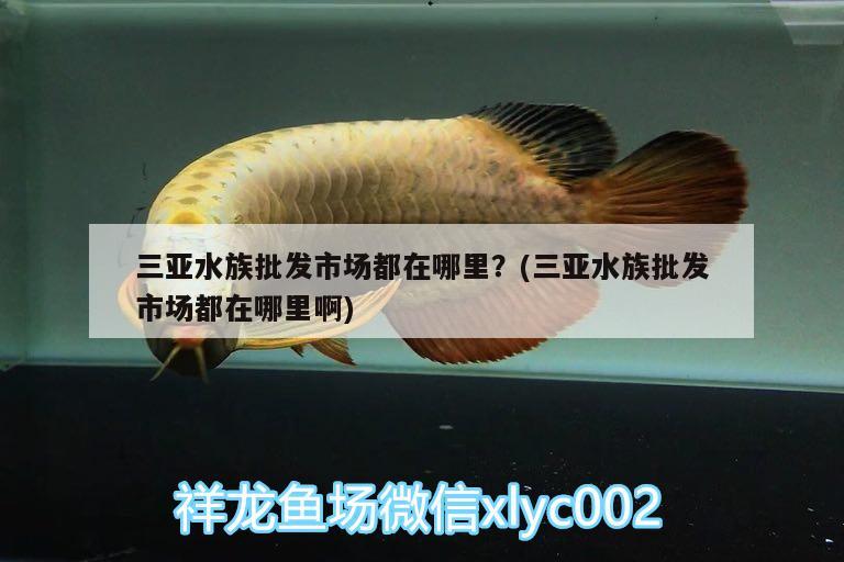 三亞水族批發(fā)市場都在哪里？(三亞水族批發(fā)市場都在哪里啊)