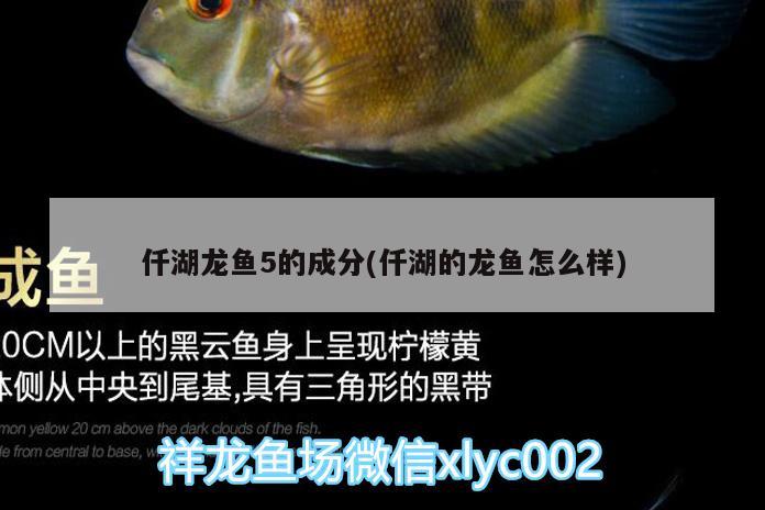 仟湖龍魚5的成分(仟湖的龍魚怎么樣) 仟湖