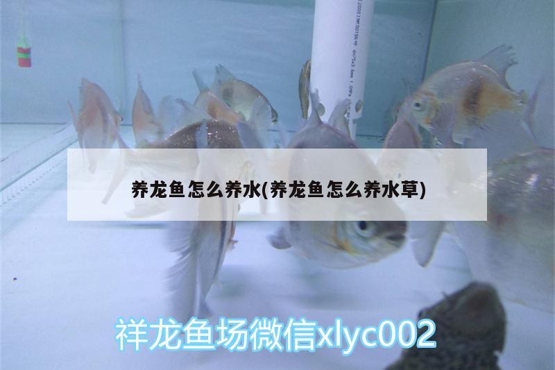 養(yǎng)龍魚怎么養(yǎng)水(養(yǎng)龍魚怎么養(yǎng)水草)