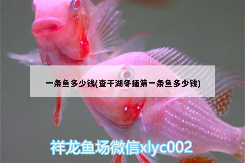 一條魚多少錢(查干湖冬捕第一條魚多少錢)