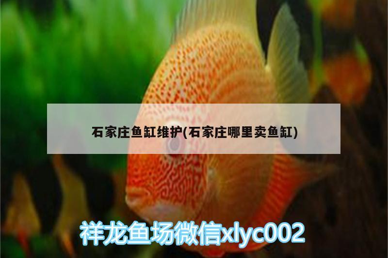 石家莊魚缸維護(hù)(石家莊哪里賣魚缸)