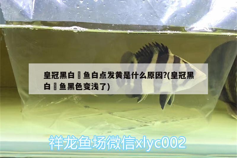 皇冠黑白魟魚(yú)白點(diǎn)發(fā)黃是什么原因?(皇冠黑白魟魚(yú)黑色變淺了) 皇冠黑白魟魚(yú)