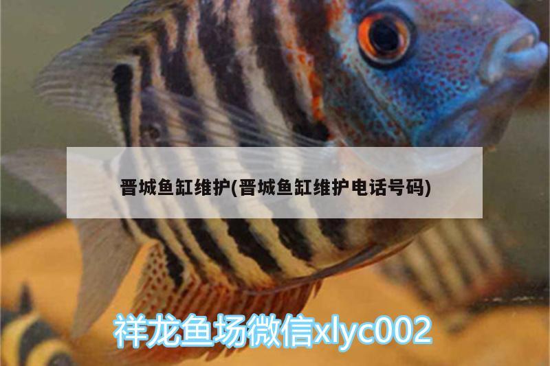 晉城魚缸維護(hù)(晉城魚缸維護(hù)電話號(hào)碼)