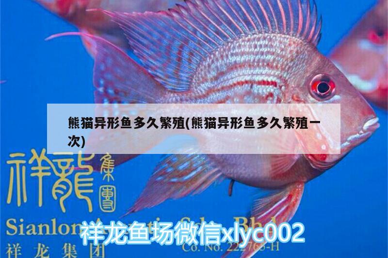 熊貓異形魚(yú)多久繁殖(熊貓異形魚(yú)多久繁殖一次) 申古銀版魚(yú)