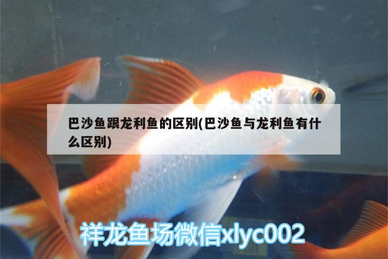 巴沙魚跟龍利魚的區(qū)別(巴沙魚與龍利魚有什么區(qū)別) 羅漢魚