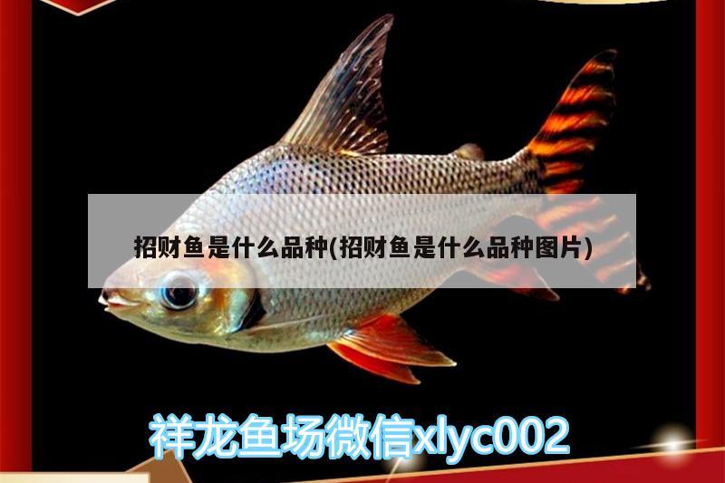 招財(cái)魚是什么品種(招財(cái)魚是什么品種圖片) 蘇虎