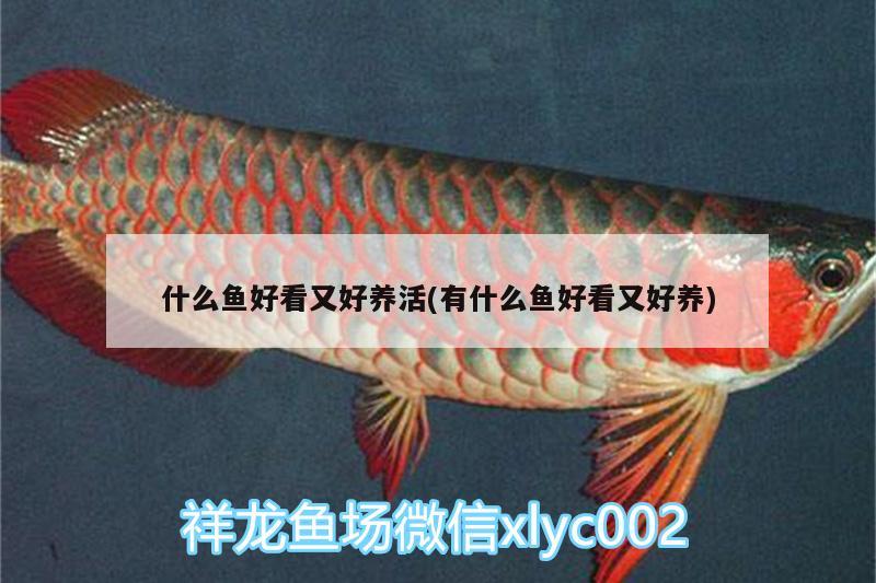 什么魚好看又好養(yǎng)活(有什么魚好看又好養(yǎng))