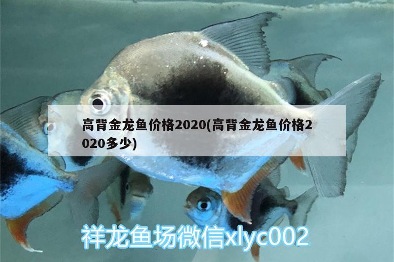 高背金龍魚價格2020(高背金龍魚價格2020多少)