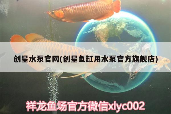 創(chuàng)星水泵官網(wǎng)(創(chuàng)星魚缸用水泵官方旗艦店) 白化巴西龜（白巴）