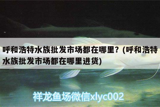 呼和浩特水族批發(fā)市場都在哪里？(呼和浩特水族批發(fā)市場都在哪里進貨) 觀賞魚水族批發(fā)市場