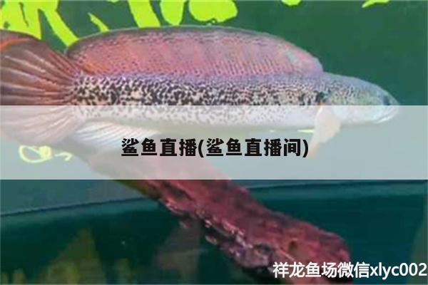 鯊魚直播(鯊魚直播間) 紅眼黃化幽靈火箭魚|皇家火箭魚