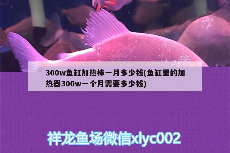 300w魚缸加熱棒一月多少錢(魚缸里的加熱器300w一個月需要多少錢)