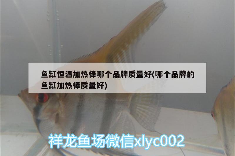 魚(yú)缸恒溫加熱棒哪個(gè)品牌質(zhì)量好(哪個(gè)品牌的魚(yú)缸加熱棒質(zhì)量好) 紅魔王銀版魚(yú)