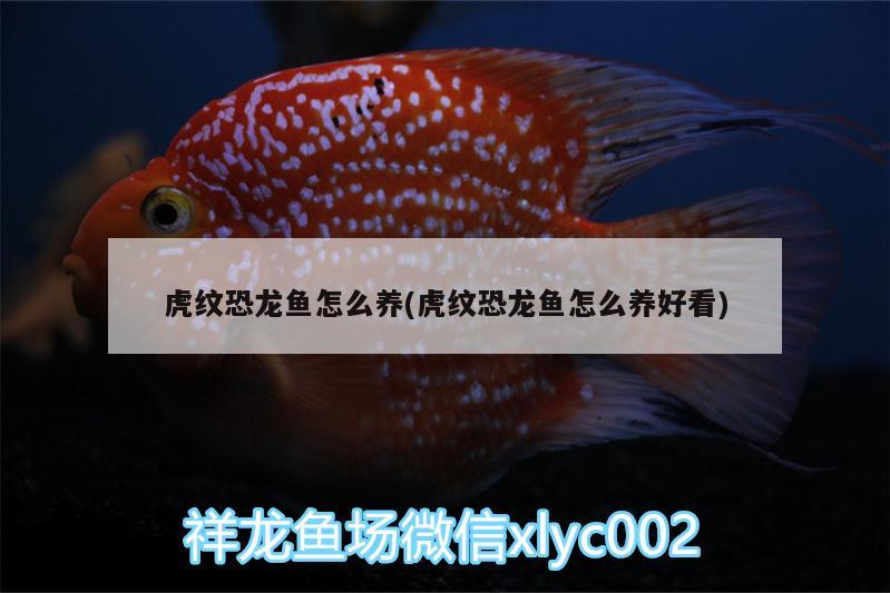 虎紋恐龍魚怎么養(yǎng)(虎紋恐龍魚怎么養(yǎng)好看) 虎魚魚苗