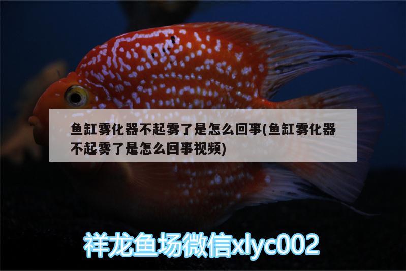 魚缸霧化器不起霧了是怎么回事(魚缸霧化器不起霧了是怎么回事視頻)