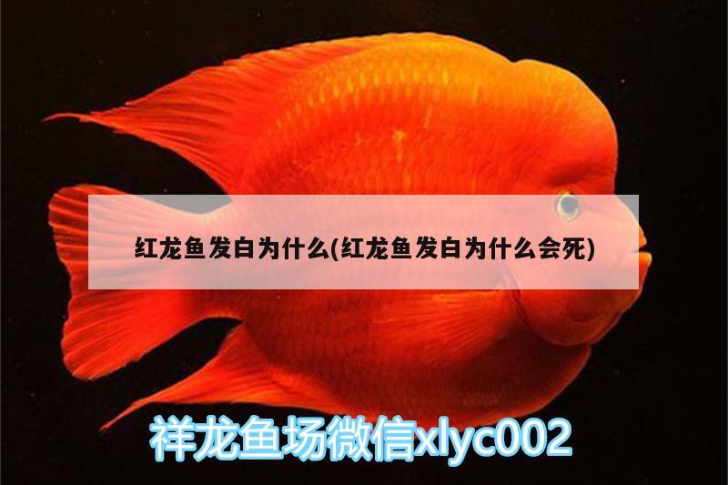 紅龍魚發(fā)白為什么(紅龍魚發(fā)白為什么會死) 喂食器