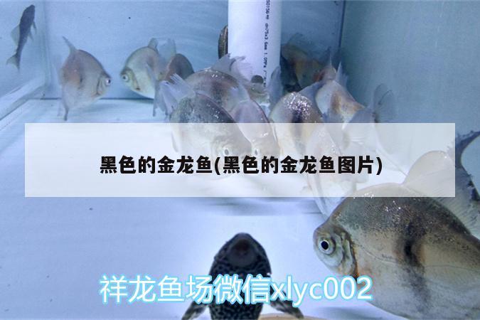 黑色的金龍魚(黑色的金龍魚圖片)