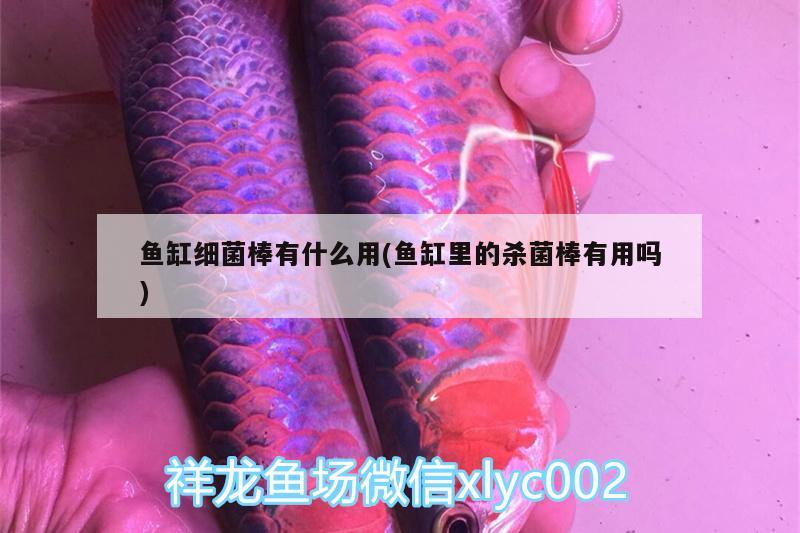 魚缸細菌棒有什么用(魚缸里的殺菌棒有用嗎)