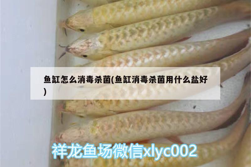 魚缸怎么消毒殺菌(魚缸消毒殺菌用什么鹽好)