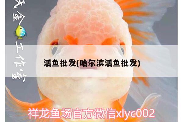 活魚批發(fā)(哈爾濱活魚批發(fā)) 廣州觀賞魚批發(fā)市場