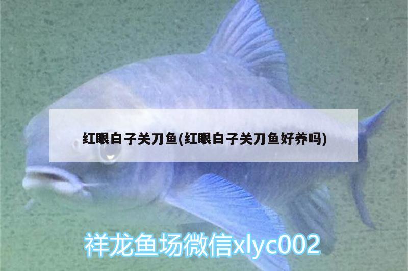 紅眼白子關(guān)刀魚(yú)(紅眼白子關(guān)刀魚(yú)好養(yǎng)嗎) 白子關(guān)刀魚(yú)