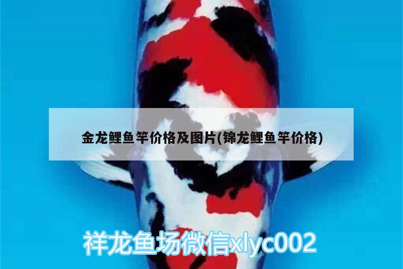 金龍鯉魚竿價(jià)格及圖片(錦龍鯉魚竿價(jià)格) 垂釣樂園