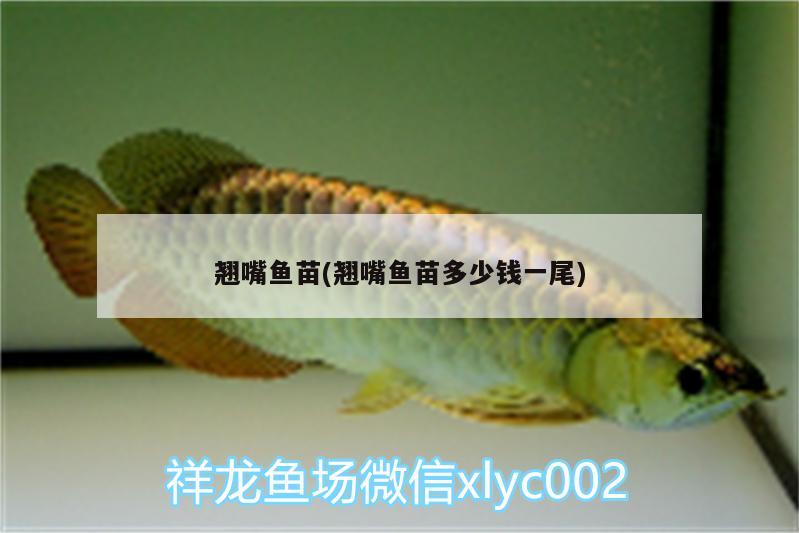 翹嘴魚(yú)苗(翹嘴魚(yú)苗多少錢(qián)一尾)