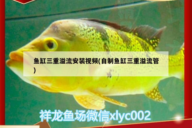 魚缸三重溢流安裝視頻(自制魚缸三重溢流管) 養(yǎng)魚的好處