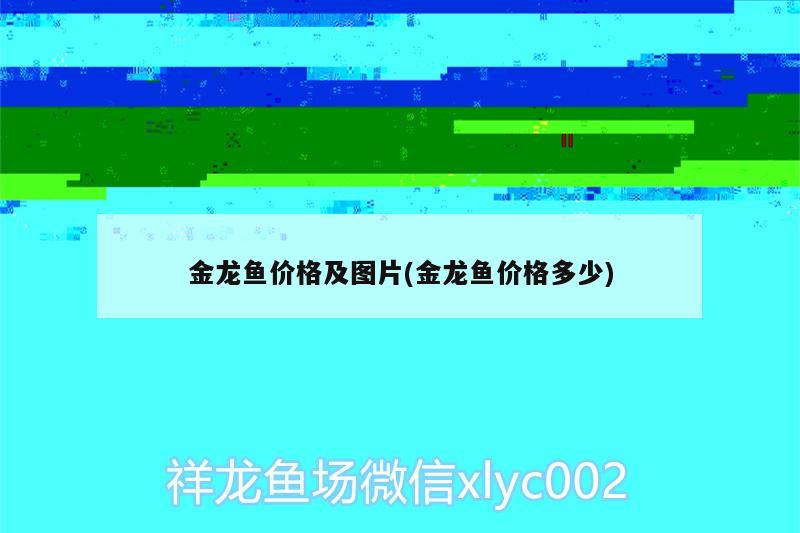 金龍魚價(jià)格及圖片(金龍魚價(jià)格多少) 白化巴西龜（白巴） 第2張