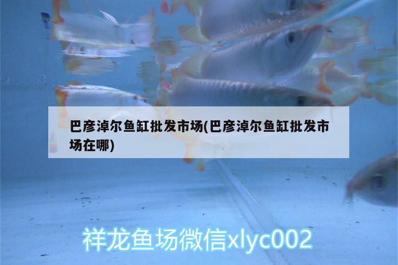 巴彥淖爾魚缸批發(fā)市場(chǎng)(巴彥淖爾魚缸批發(fā)市場(chǎng)在哪) 印尼虎苗