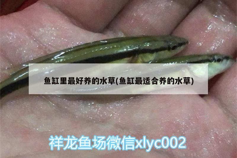 魚缸里最好養(yǎng)的水草(魚缸最適合養(yǎng)的水草) 水草