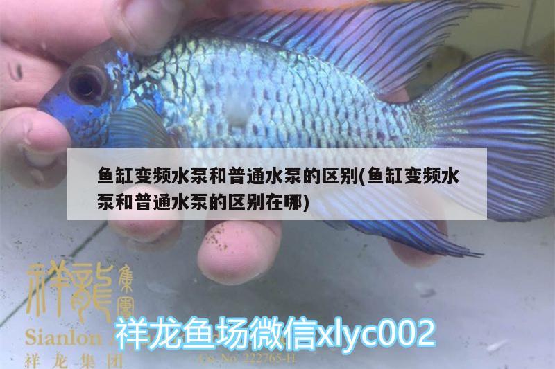 魚缸變頻水泵和普通水泵的區(qū)別(魚缸變頻水泵和普通水泵的區(qū)別在哪) 觀賞魚水族批發(fā)市場(chǎng)