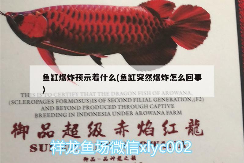 魚(yú)缸爆炸預(yù)示著什么(魚(yú)缸突然爆炸怎么回事) 金老虎魚(yú)