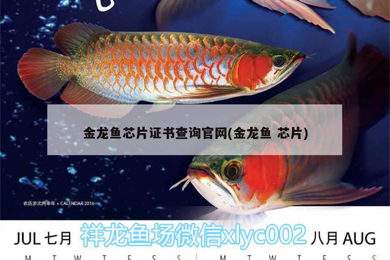 金龍魚芯片證書查詢官網(wǎng)(金龍魚芯片)