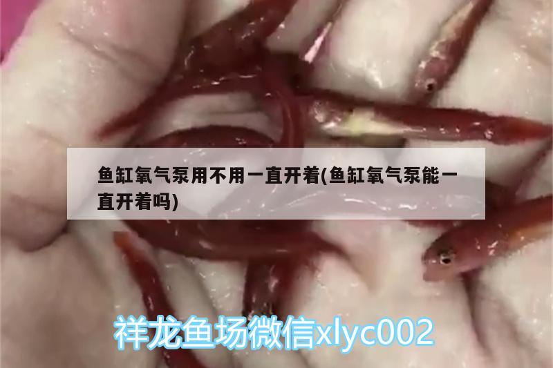 魚缸氧氣泵用不用一直開著(魚缸氧氣泵能一直開著嗎)